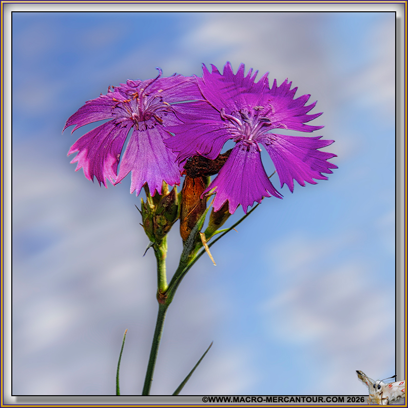Oeillets